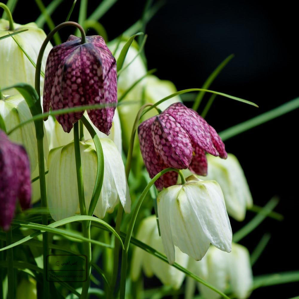 Fritillaire-pintade-fleur-observée-au-Lac-de-Saint-Cyr-près-de-Poitiers