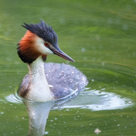 Oiseau-de-la-réserve-ornithologique-du-Lac-de-Saint-Cyr-près-du-Futuroscope